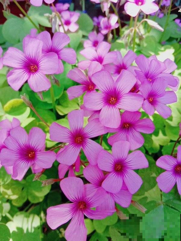 家里的花莫名其妙黄叶干枯，其实是想吃酸了，不然会死掉！