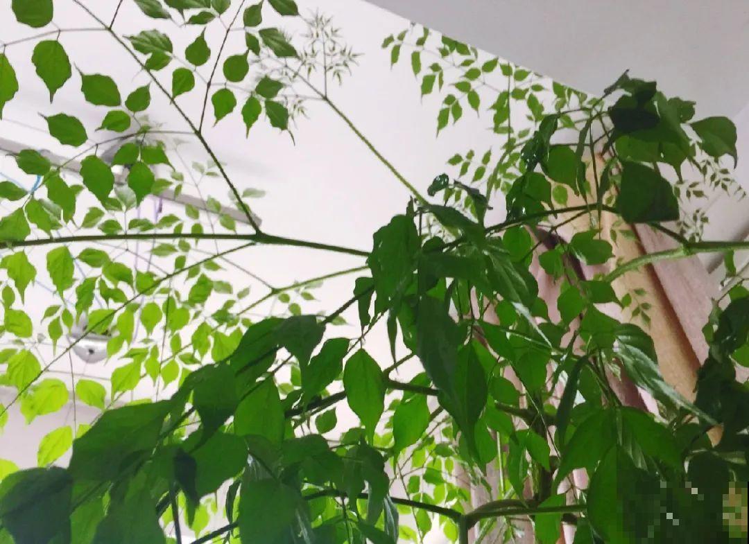 12种花,天越热越长得快,记得多浇水! 12种花,天越热越长得快,记得多浇水!