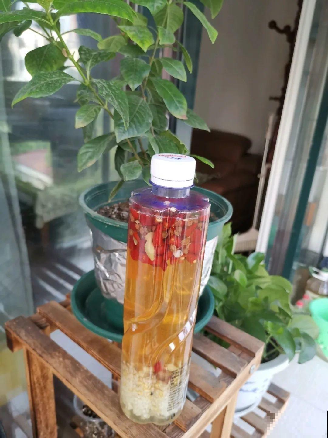 自制杀菌水、杀虫水，3天给花喷一次，虫病全扫光！