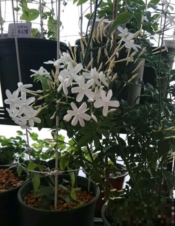 10种小众花，见过的人很少，开花比月季茉莉都美！