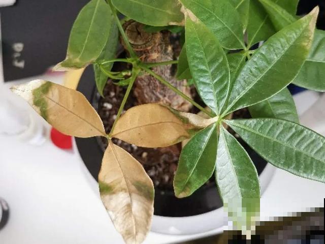 花出现黄叶打蔫，千万别扔，还能救回来！