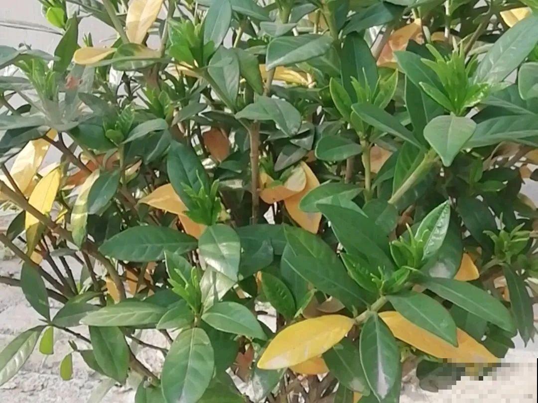 天热黄叶，原因都在这儿，一看就明白！