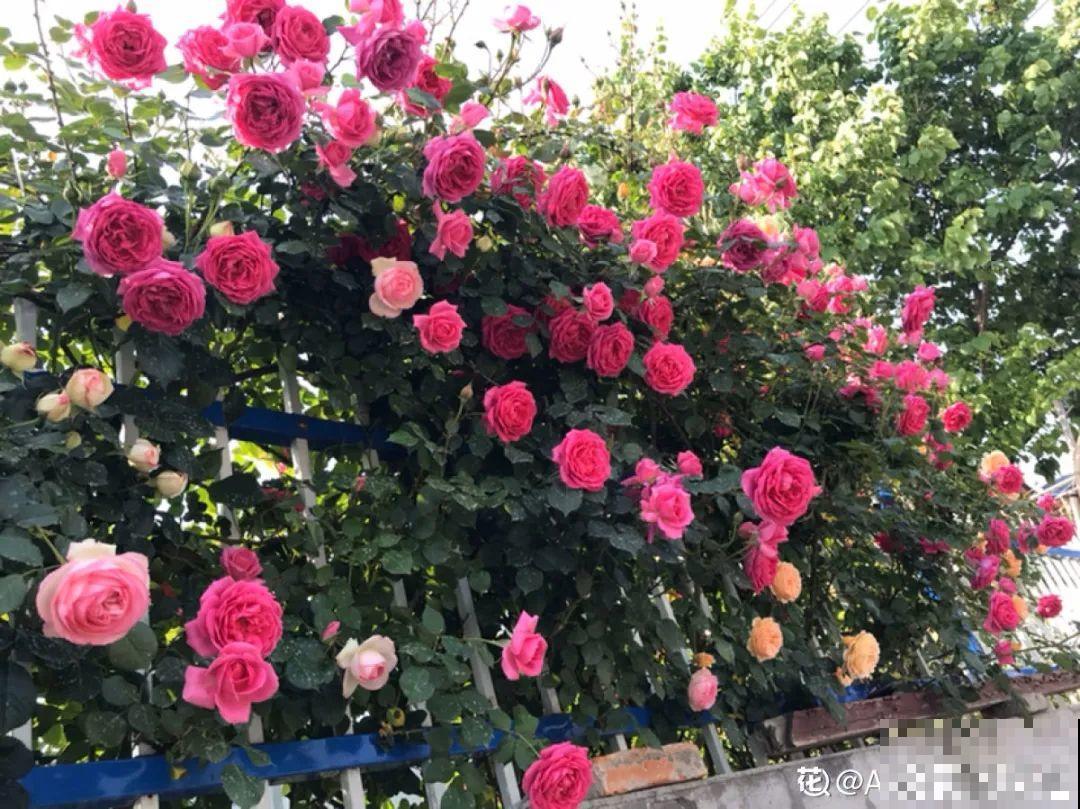 6种花就是磨人精,再也不想养了,累感不爱! 6种花就是磨人精,再也不想养了,累感不爱!