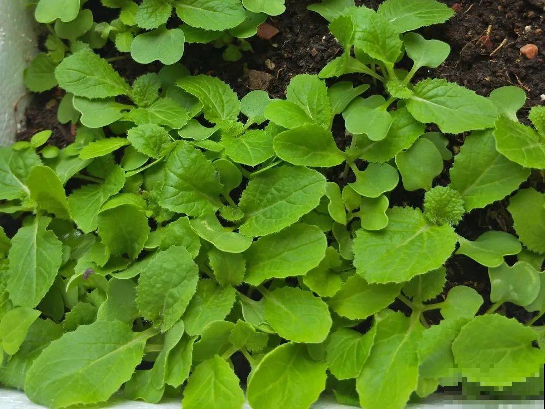 花盆里种点菜,割一茬长一茬,买菜不花钱 花盆里种点菜,割一茬长一茬,买菜不花钱
