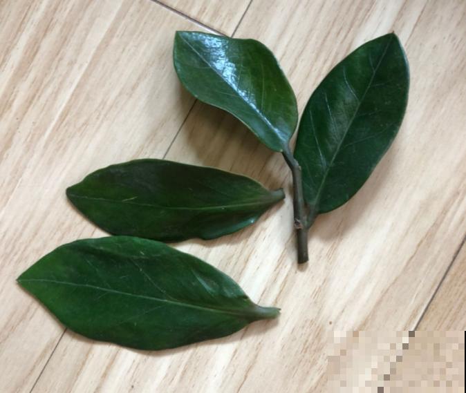 这花最怕乱浇水,一浇就黄叶烂根,不浇反而冒侧芽! 这花最怕乱浇水,一浇就黄叶烂根,不浇反而冒侧芽!