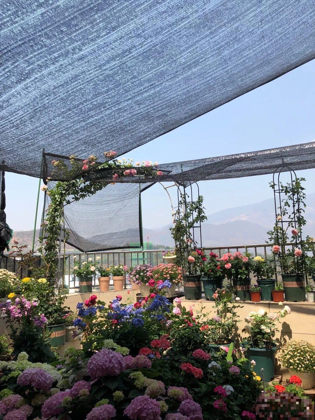 夏天到了，这10种花不能晒，否则干枯黄叶死翘翘