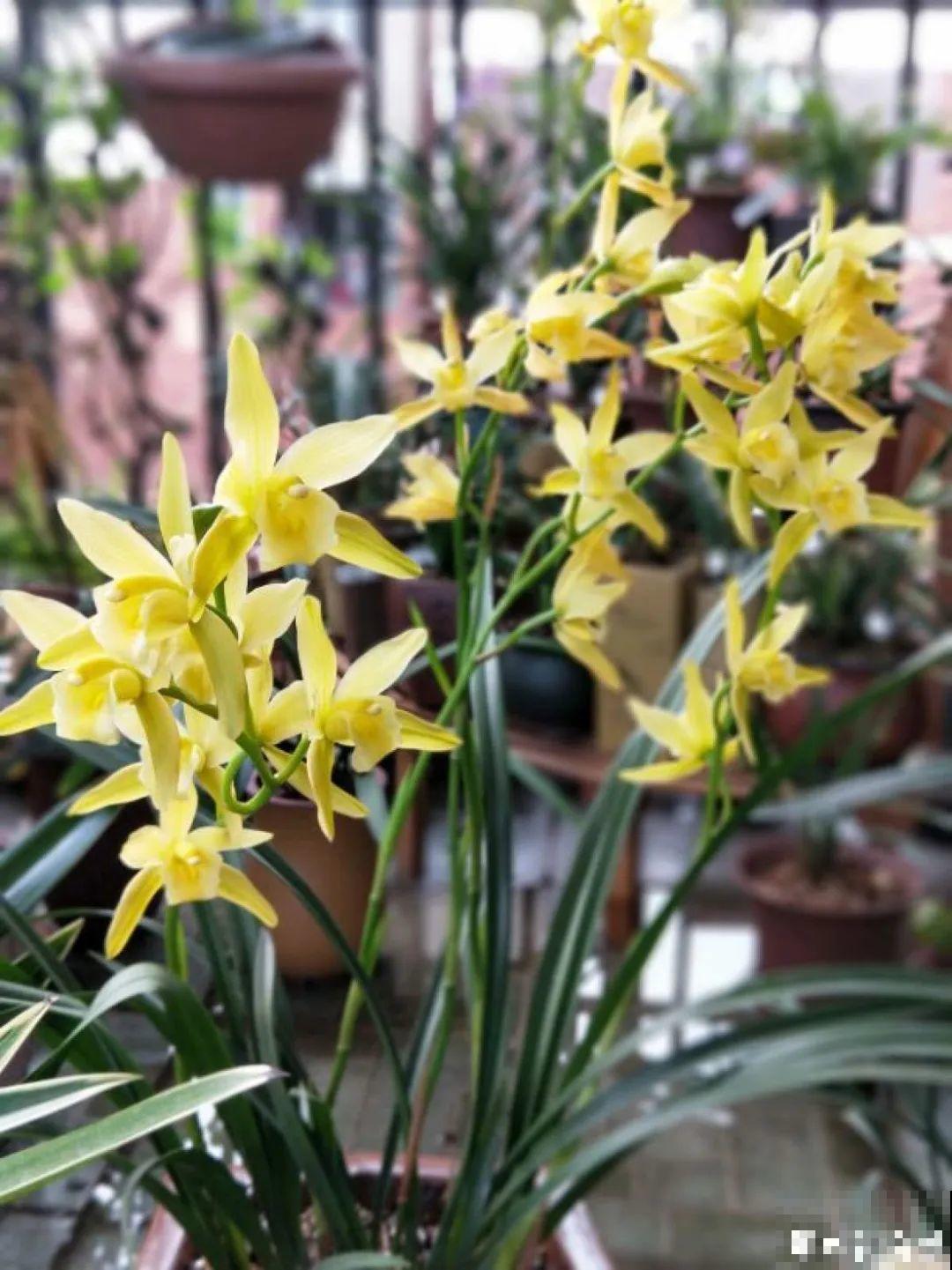 6种花就是磨人精,再也不想养了,累感不爱! 6种花就是磨人精,再也不想养了,累感不爱!