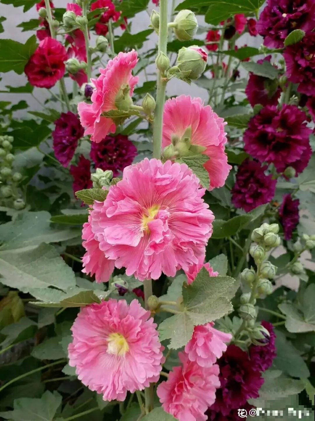 农村院子没人管的花，一长一大片，天热美翻了！