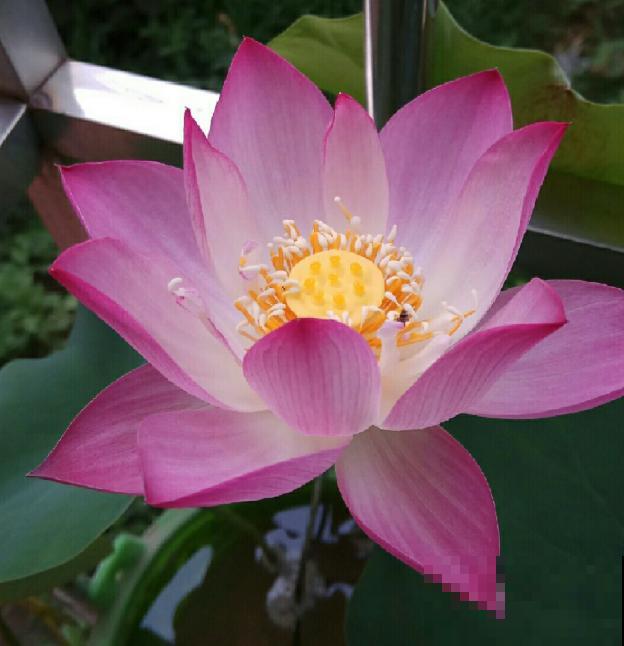 家里养这3种花,老被人说不吉利,气死了! 家里养这3种花,老被人说不吉利,气死了!