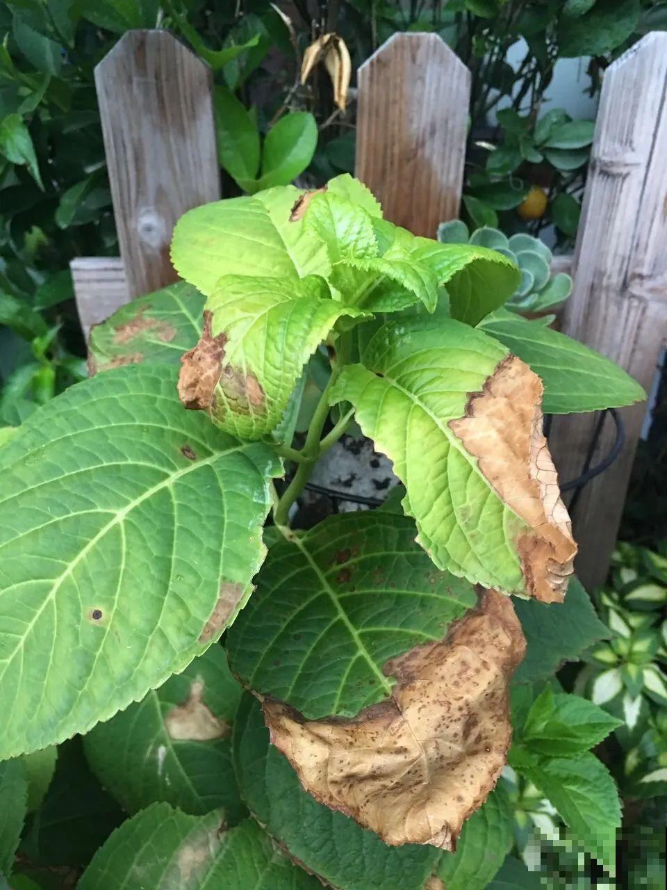 夏天到了，这10种花不能晒，否则干枯黄叶死翘翘