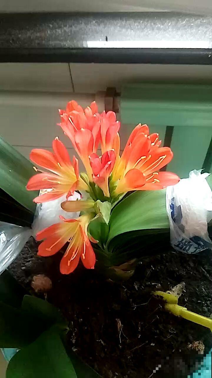 5种花不能闷，否则叶子长斑，掉叶成光杆