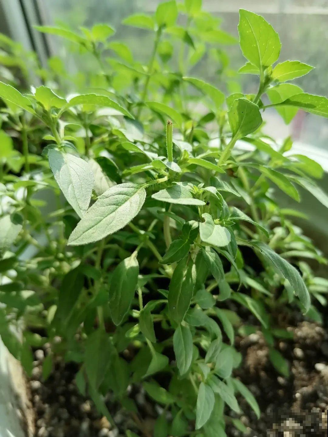 7种花最干净,门口、窗台放一盆,蚊虫不敢靠近! 7种花最干净,门口、窗台放一盆,蚊虫不敢靠近!