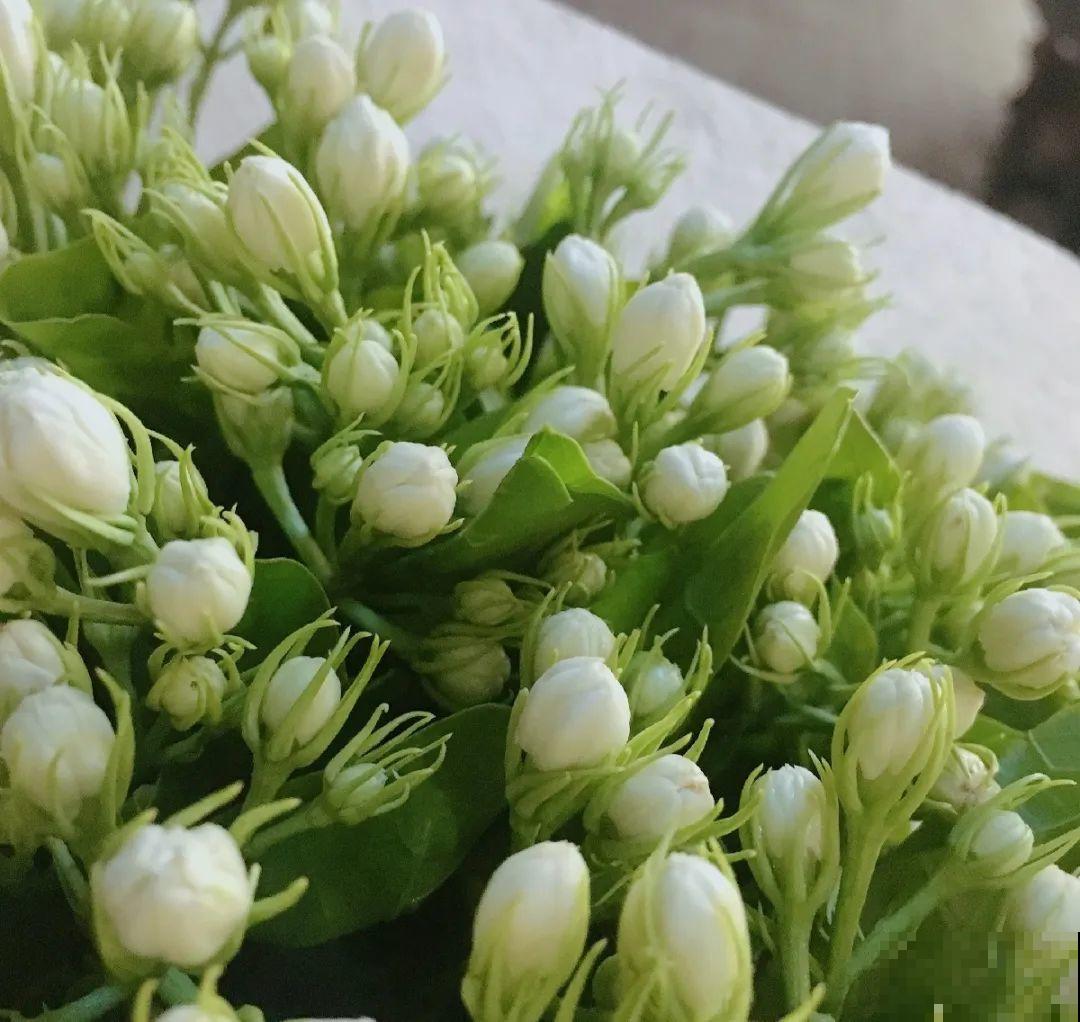 最好吃的5种花,长一茬吃一茬,都快薅秃了! 最好吃的5种花,长一茬吃一茬,都快薅秃了!