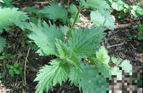 野外有哪些危险的植物？5种有毒植物，一定要避开！