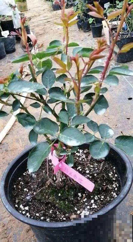 18种难养的花，把握一个点，就能起死回生！