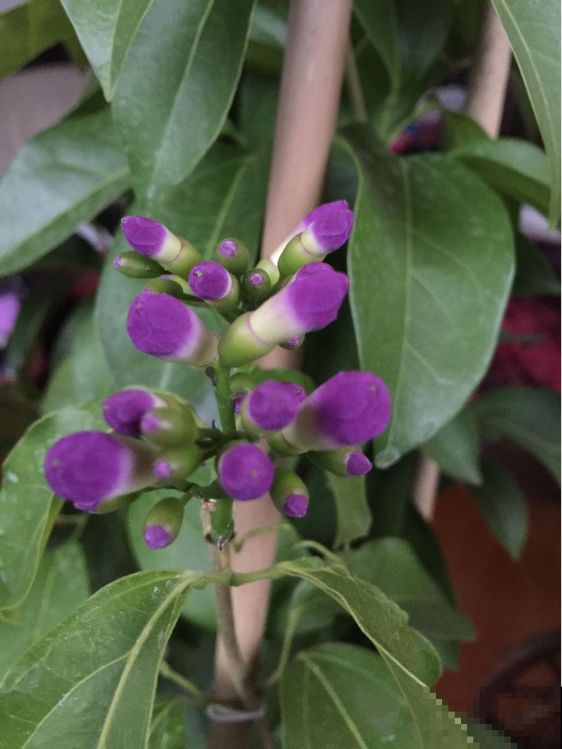 院子里养棵蒜香藤,香味独特,开花好看,谁见都喜欢 院子里养棵蒜香藤,香味独特,开花好看,谁见都喜欢