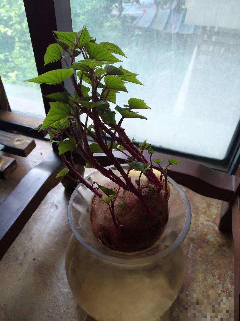 阳台种4种菜,一年四季都能吃,省了不少买菜钱 阳台种4种菜,一年四季都能吃,省了不少买菜钱