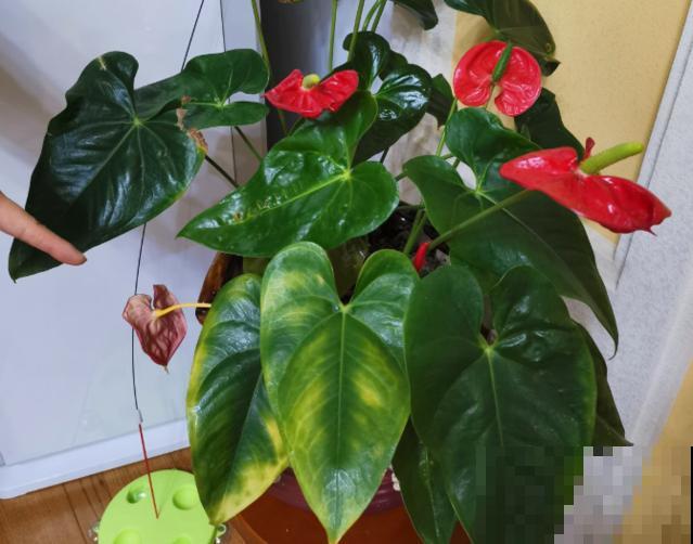 花市常见的7种花，买回家总是养不活，就是因为不会浇水！