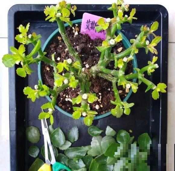 绣球马上剪，下个月就晚了，错过明年不开花