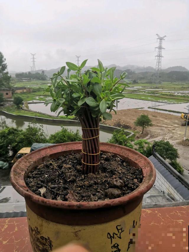 塑料瓶、油桶,养花做造型,真是绝了! 塑料瓶、油桶,养花做造型,真是绝了!