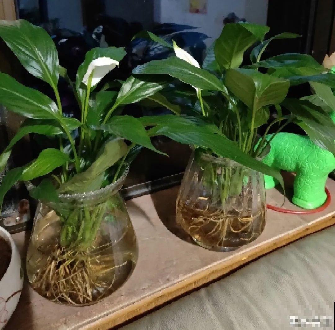 12种花,天越热越长得快,记得多浇水! 12种花,天越热越长得快,记得多浇水!