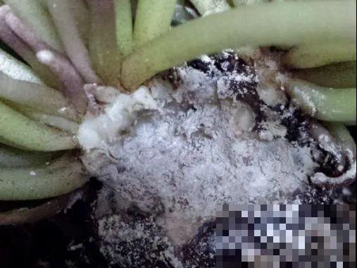 夏天潮湿闷热，一不小心花就烂根，看准时机砍掉，照样长出新叶子