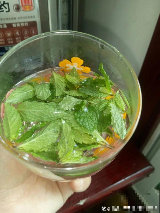 家里养这6种花，清新杀菌去异味，空气干净身体好