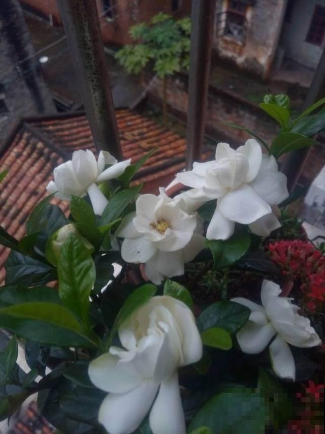 想让栀子花越开越大，有些方法要学会，否则越开越没劲！
