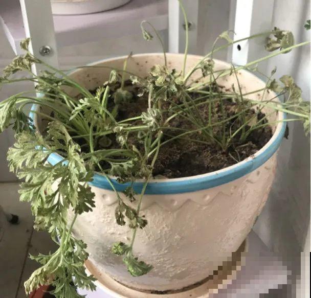 18种难养的花，把握一个点，就能起死回生！