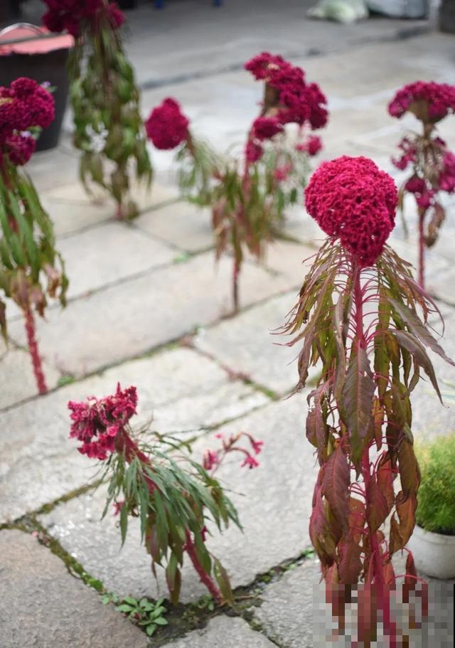 真正的花坚强,墙缝、地缝都能长,开花特别旺! 真正的花坚强,墙缝、地缝都能长,开花特别旺!