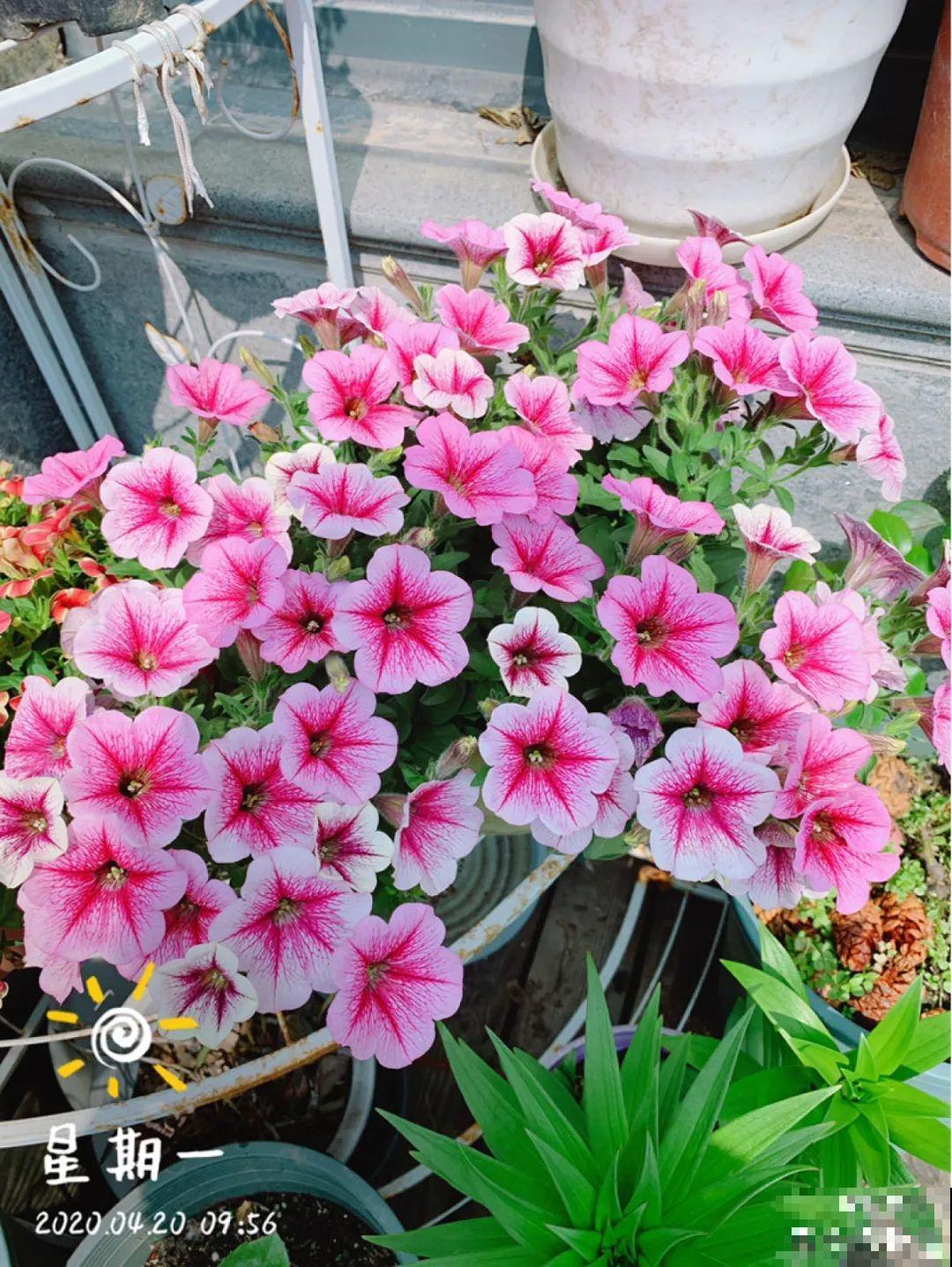小阳台最适合养这花，一晒就开爆，花多得不见叶！