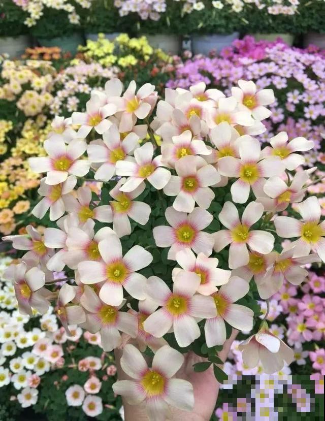 想要花园，现在就建，别等有钱！