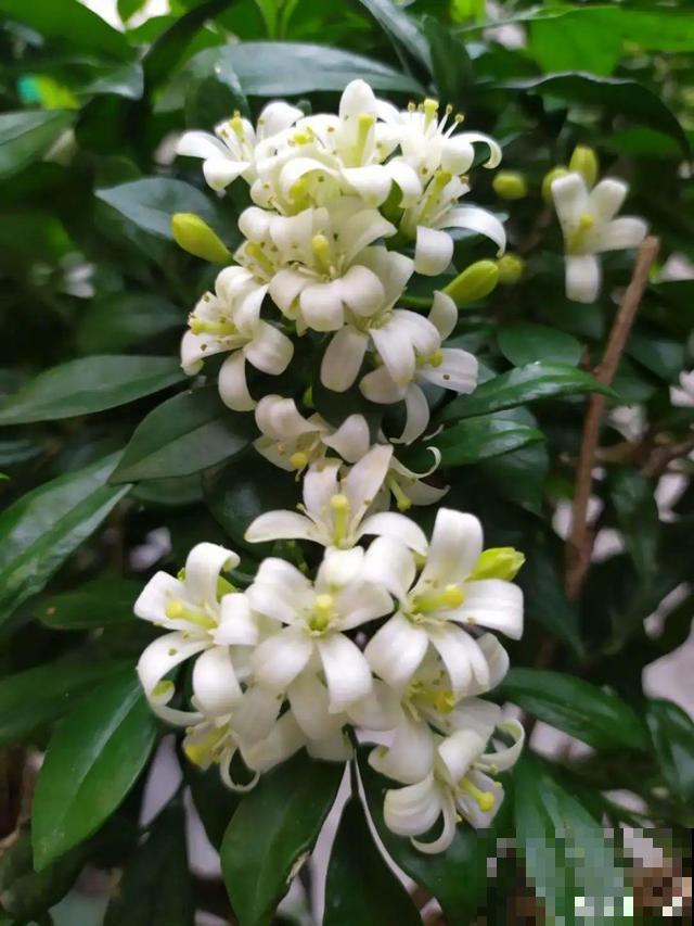 路边养6种花,香味能传3里地,香掉你的鼻子! 路边养6种花,香味能传3里地,香掉你的鼻子!