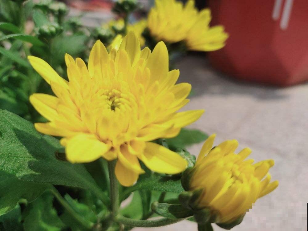 8种花，古代人最爱养，吉祥富贵招好运！