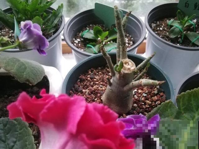 夏天潮湿闷热，一不小心花就烂根，看准时机砍掉，照样长出新叶子