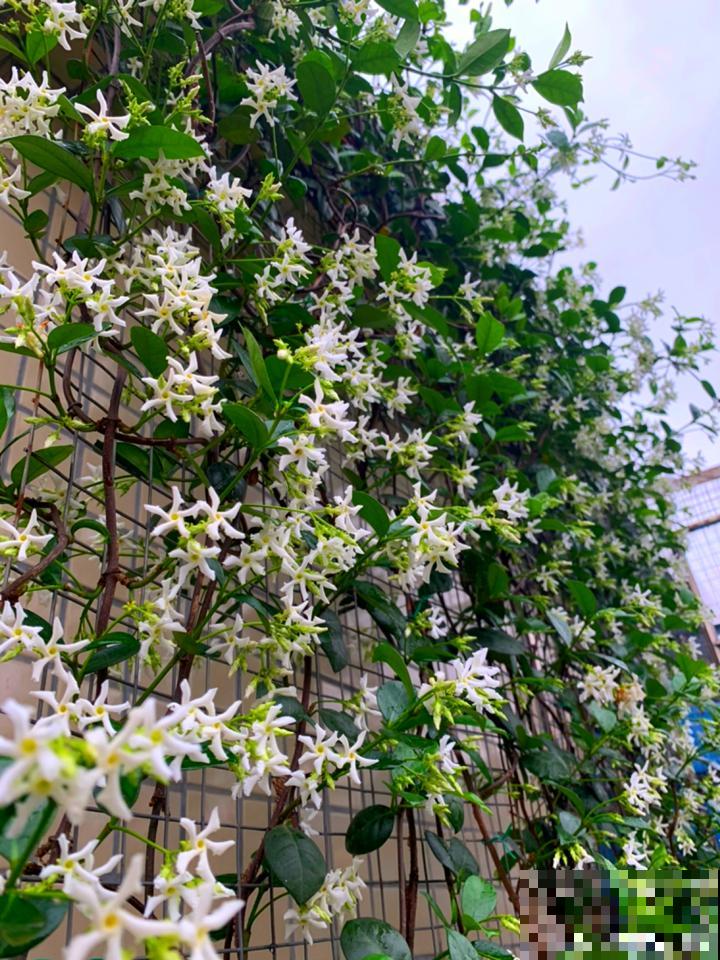 这20种花，晒不死、热不死，天热一直狂开花！