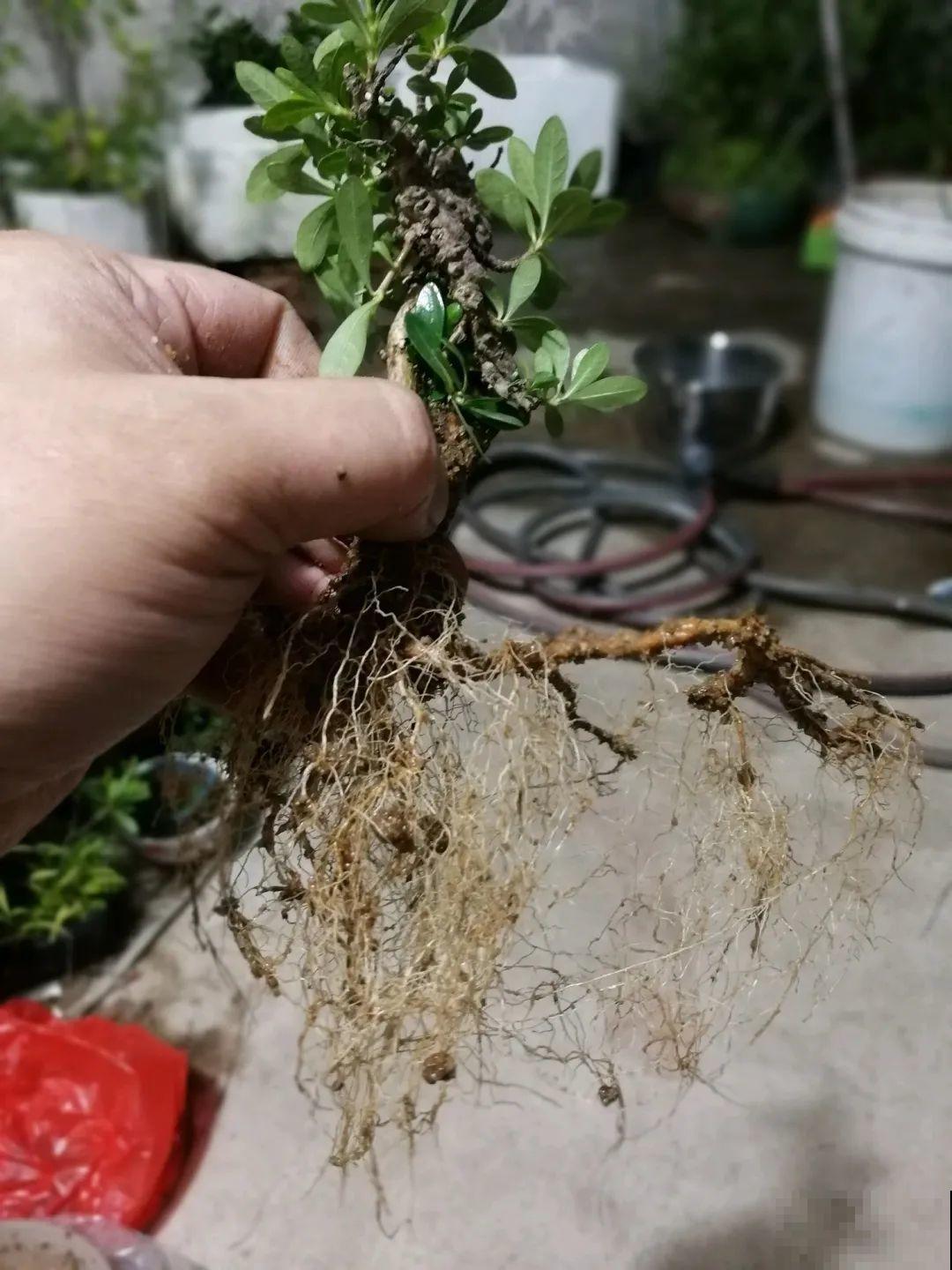 吊兰就用小盆养，根系拽一拽，立马变老桩！