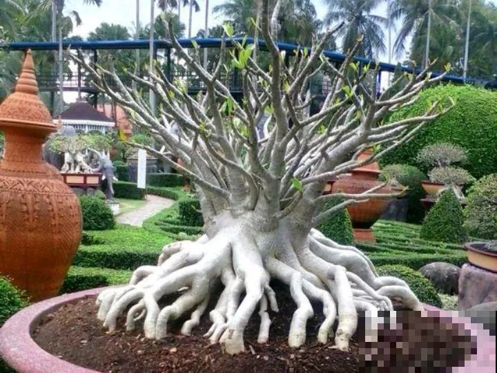 吊兰就用小盆养，根系拽一拽，立马变老桩！