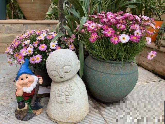 花盆里摆了它,更有趣、更新奇,邻居来了想搬走! 花盆里摆了它,更有趣、更新奇,邻居来了想搬走!