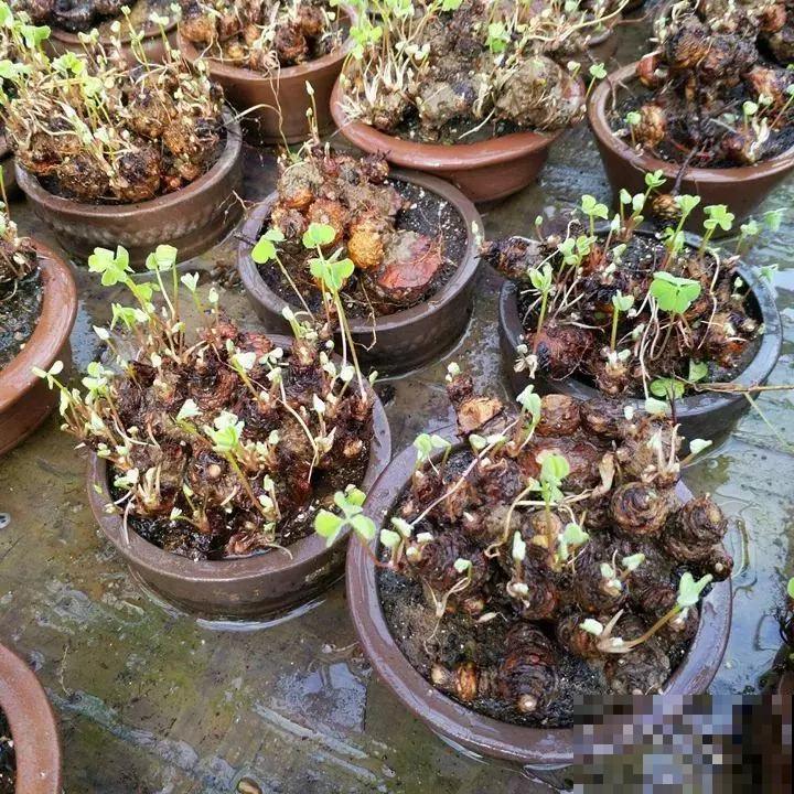 几块钱的草花，养成大老桩，给千金都不换