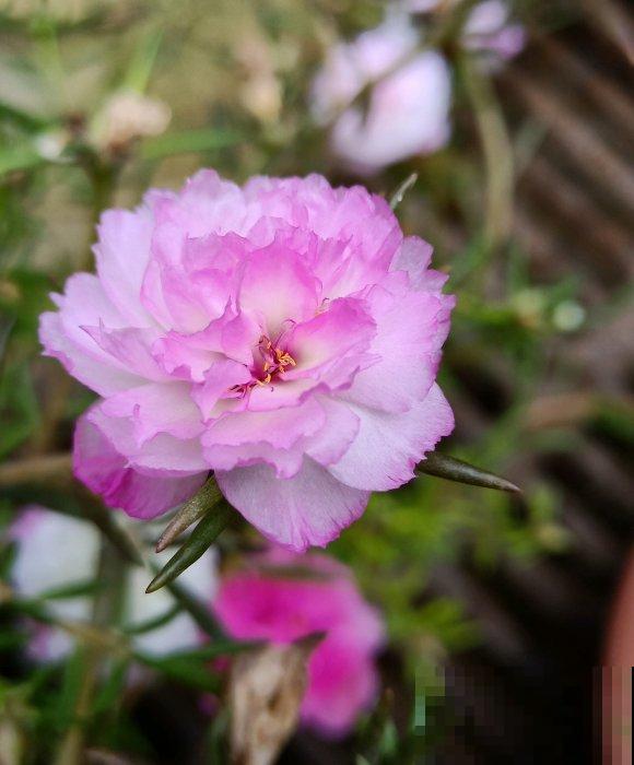 死不了的太阳花，夏天能把盆撑破，20多个品种你都没见过！