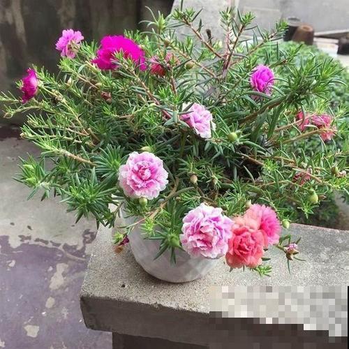 原来太阳花也能养成老桩,一棵就美上天,开花好几层! 原来太阳花也能养成老桩,一棵就美上天,开花好几层!