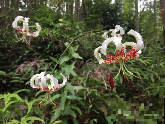 这6种花,不但长得好看,还可以入药! 这6种花,不但长得好看,还可以入药!