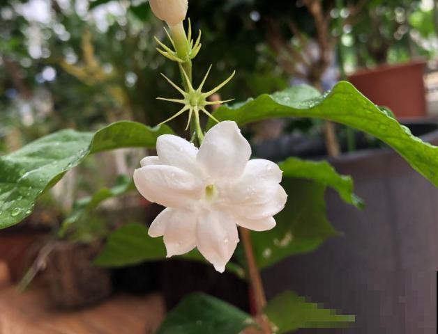 清香好闻的茉莉花,原来有这么多品种,长见识了! 清香好闻的茉莉花,原来有这么多品种,长见识了!