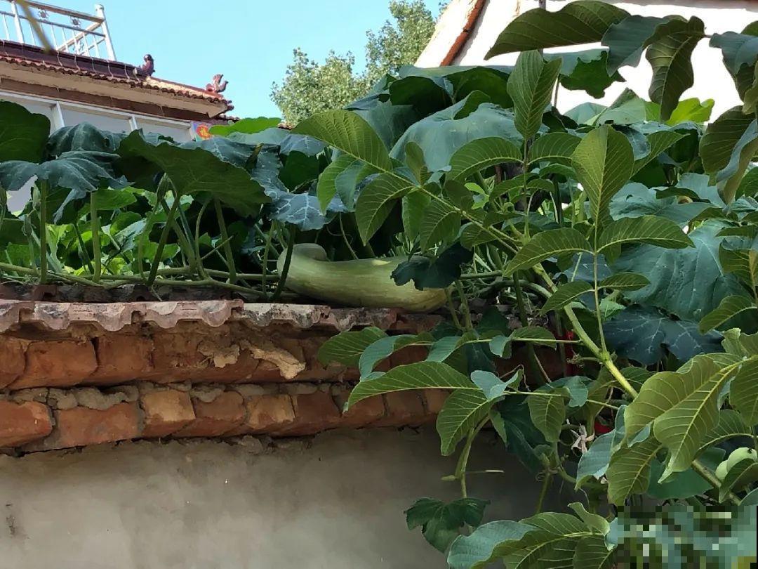 我想回农村,院子里养花、种菜,过清闲日子 我想回农村,院子里养花、种菜,过清闲日子