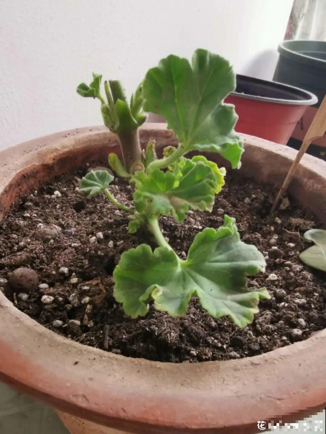 6种花天一热就死,现在别买了,简直浪费钱! 6种花天一热就死,现在别买了,简直浪费钱!