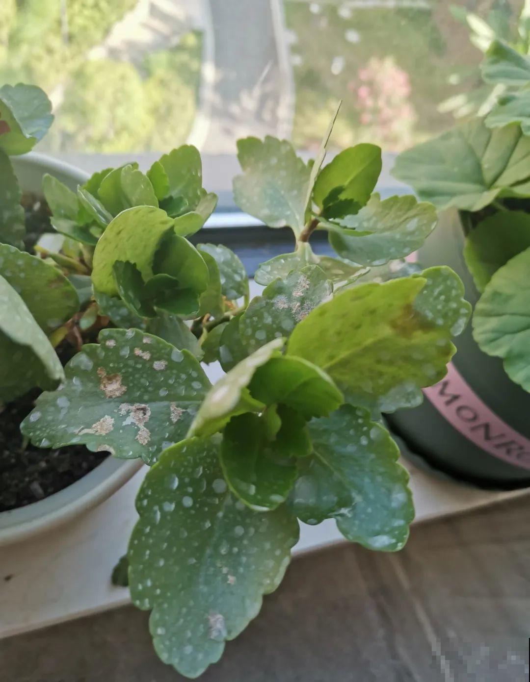 给花喷点杀菌水,叶子斑点全消灭,花越长越旺! 给花喷点杀菌水,叶子斑点全消灭,花越长越旺!