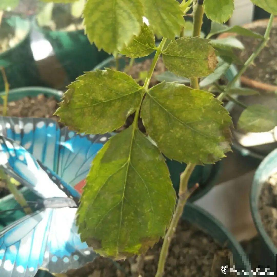 天热黄叶，原因都在这儿，一看就明白！