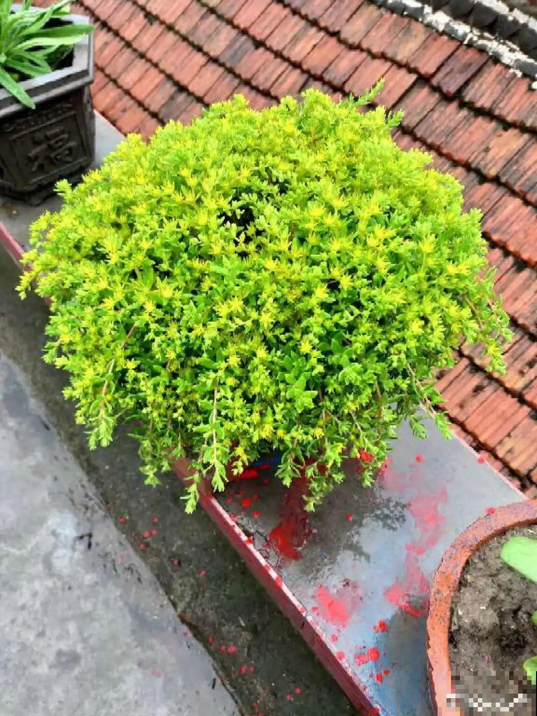 9种花真是老酒鬼，5天一小杯，叶子绿得像打蜡！