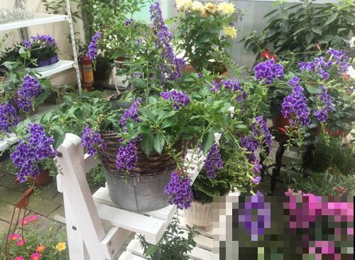 家养一棵蕾丝金露花,盛放时像打翻香水瓶,楼上邻居都闻到! 家养一棵蕾丝金露花,盛放时像打翻香水瓶,楼上邻居都闻到!